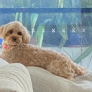 Meet your Posher, Serena